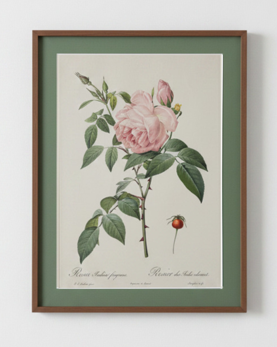 Rosa Indica Fragrans