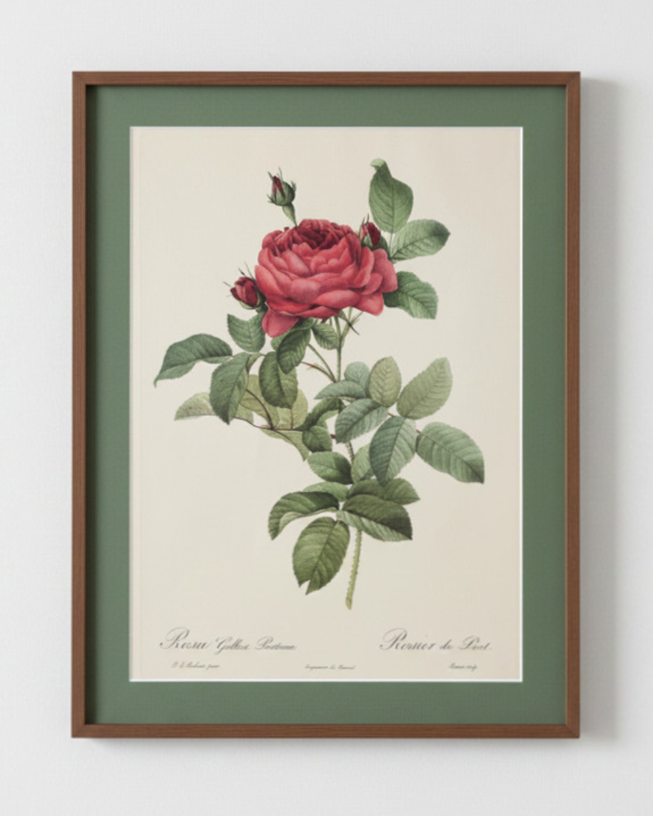 Rosa Gallica Pontiana