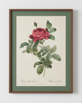 Rosa Gallica Pontiana
