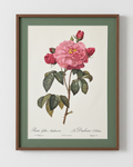 Rosa Gallica Aurelianensis