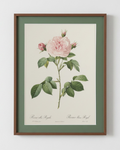 Rosa Alba Regalis