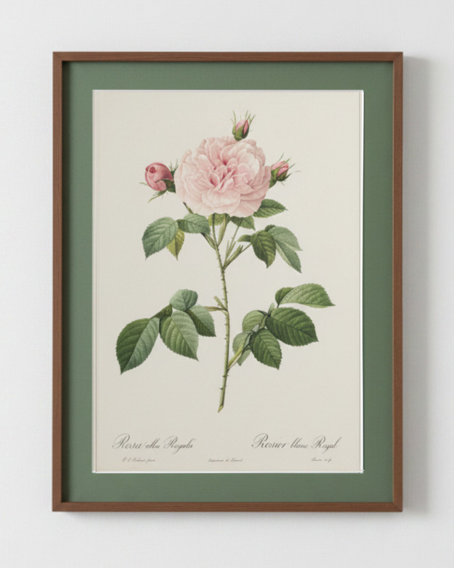 Rosa Alba Regalis